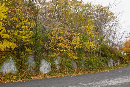 Golden Foliageの写真素材