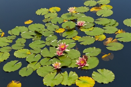 Water Lillies in a Calm Pondの写真素材