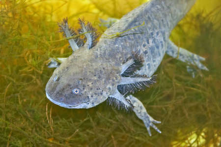 aquarium animal gray axolotl top viewの写真素材