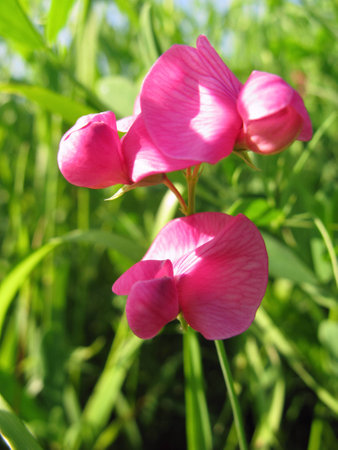 Flowers of Lathyrus tuberosus.の写真素材