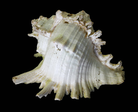 Shell of Chicoreus isolate on black.の写真素材