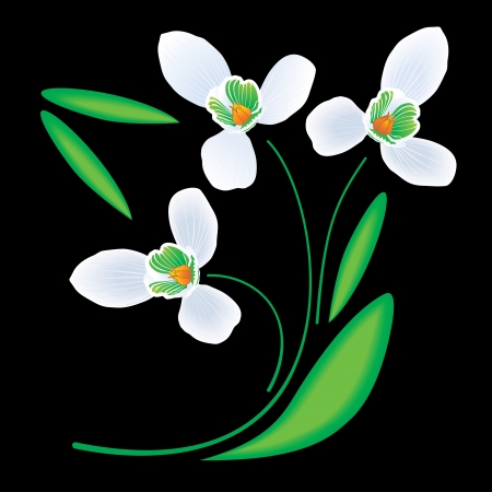  snowdrop flowers on a black background.のイラスト素材