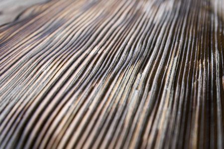 striped wood textureの写真素材