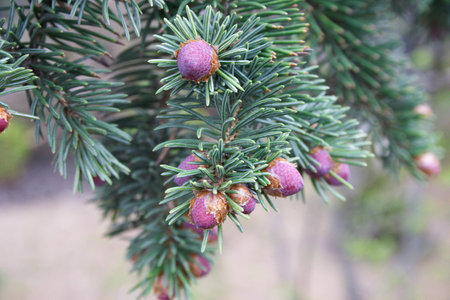 branches of Serbian Spruceの写真素材