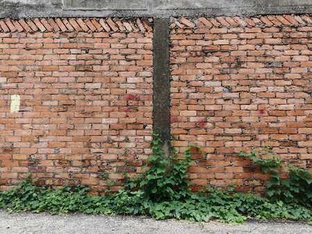 Old brick wall with green ivy growing on it. Background textureの写真素材