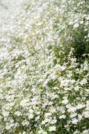 Baby's breath flower field with a small branch standing outの写真素材