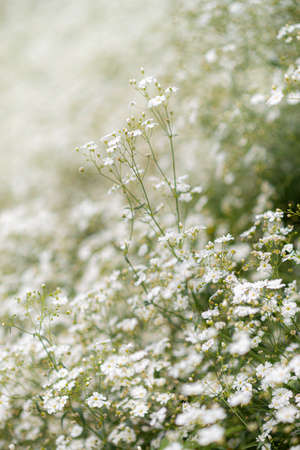 Baby's breath flower field with a small branch standing outの写真素材