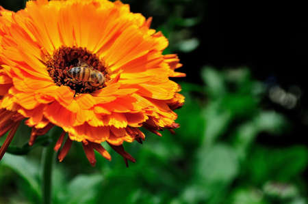 Close up of an orange Calendula flower being pollinated by a bee with green leafs in the back ground