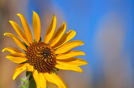 Closeup of a wild sunflower with the blue sky behindの写真素材