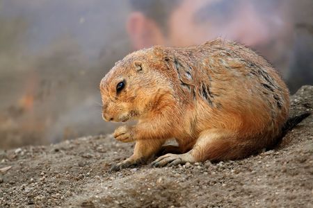 Black-tailed Prairie Dog