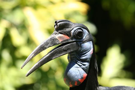 Abyssinian ground hornbill, Bucorvus abyssinicus faceの写真素材