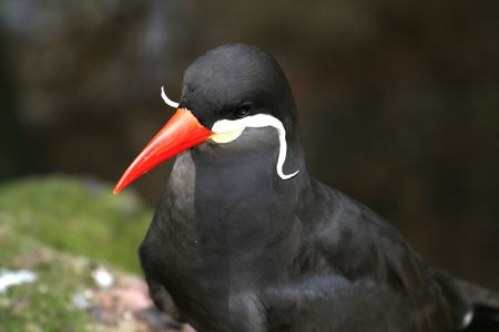 Inca Tern, Larosterna incaの写真素材