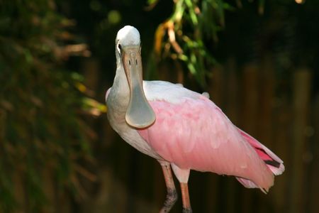 Roseate Spoonbill face, Platalea ajajaの写真素材