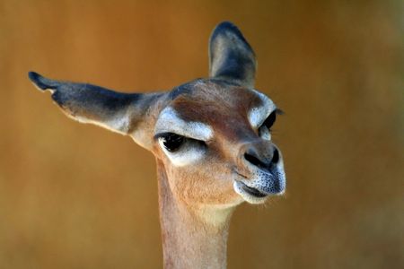 Gerenuk looking straight,  Litocranius walleriの写真素材