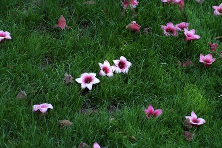 purple flowers in the green grassの写真素材
