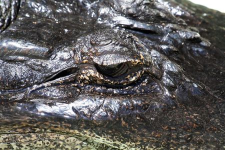 crocodile eye close up, Crocodylus acutusの写真素材