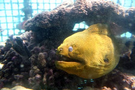 ugly sea eel