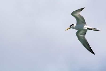 sea bird, inca stern , in flightの写真素材