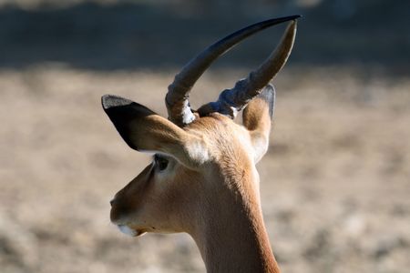 wild male gazel head shotの写真素材