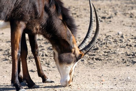 gazel eating close up viewの写真素材