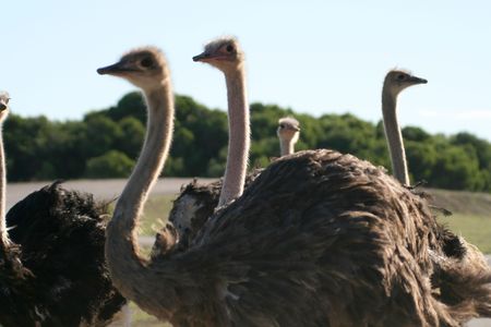 group of several ostrich  birds