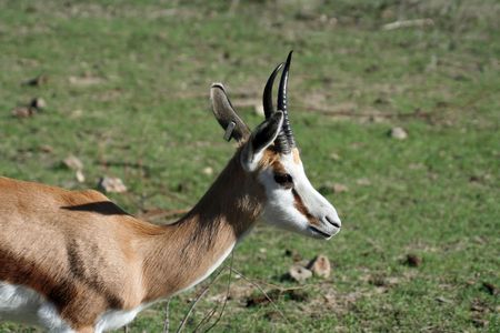 thompson's gazelle standing in the grass