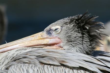 grey pelican eye and headの写真素材