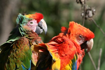couple of parrots in love