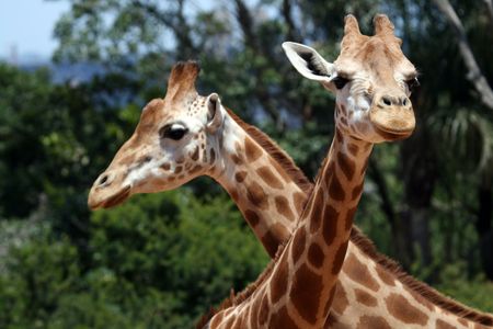two giraffes with neck crossing