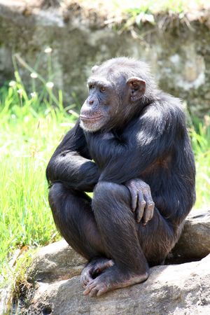 young chimpanzee seated on a rockの写真素材