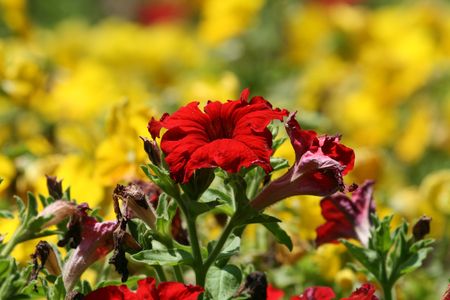 red flower on yellow backgroundの写真素材