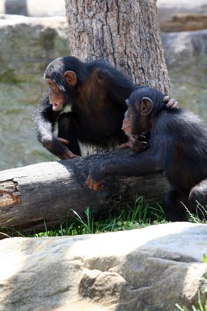two chimpanzee monkeys playing togetherの写真素材