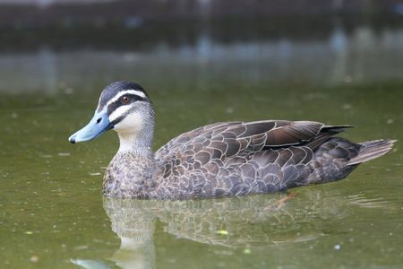 duck looking afraid on green waterの写真素材