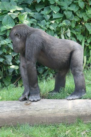 young gorilla standing on hands and feets