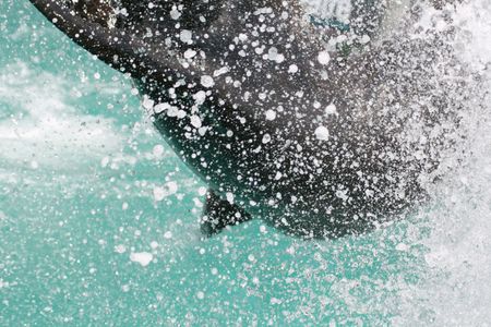 big water spray by a seal jumpの写真素材