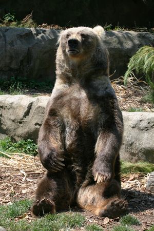 brown bear sitting on rocksの写真素材
