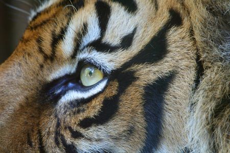 big tiger eye close upの写真素材