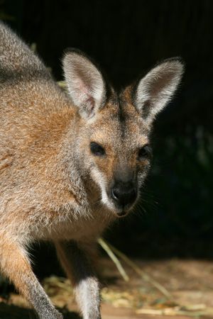 red kingaroo head and forebodyの写真素材