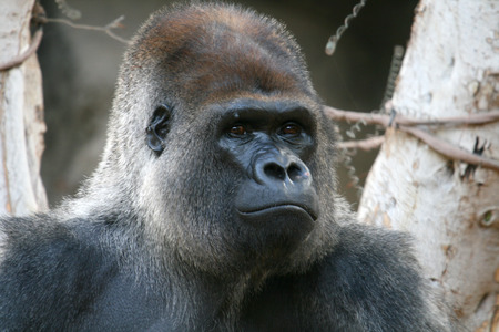 big gorilla face and shoulders close ip