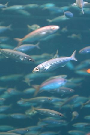 school of grey fish in blue green water