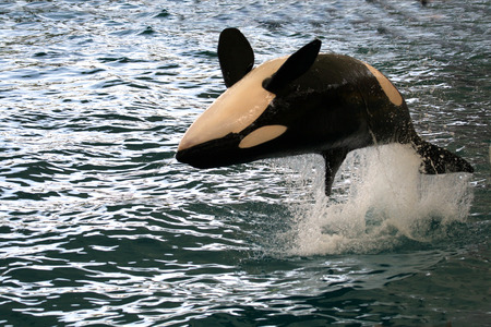 killer whale jumping on it's back over the water