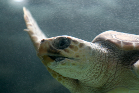 turtle swimming in trouble water with dust