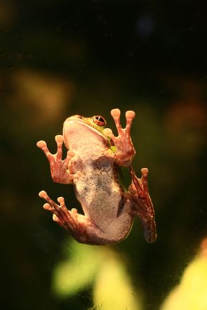 green frog on a window