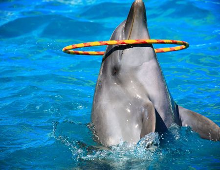 dolphin playing with circle in waterの写真素材