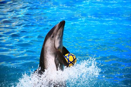 dolphin playing with yellow ballの写真素材
