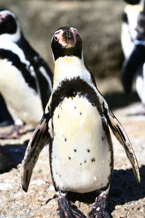 young penguin standing on rocksの写真素材