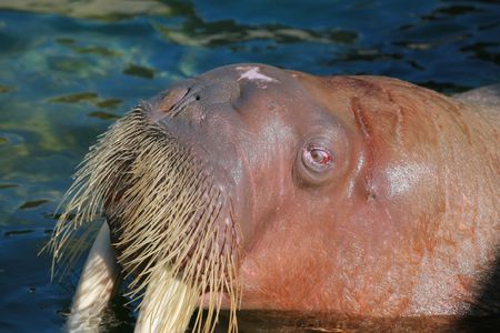 sea lion head close upの写真素材