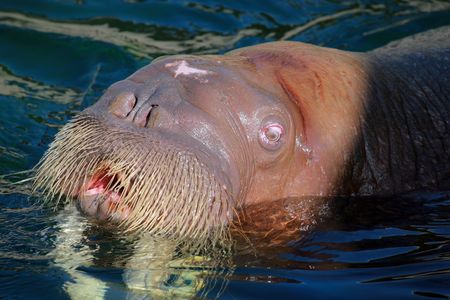 sea lion with open mouth