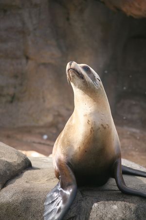 seal standing on a rockの写真素材