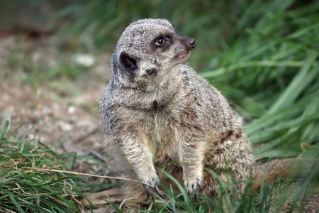 suricate standing on its legs